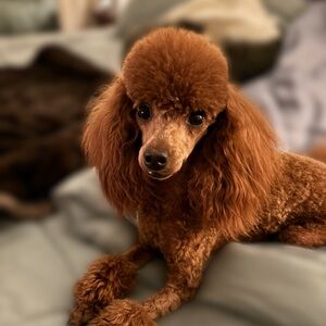 Meet your Posher, Nisa